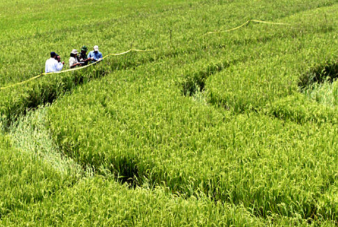 Indonesia Crop Circle